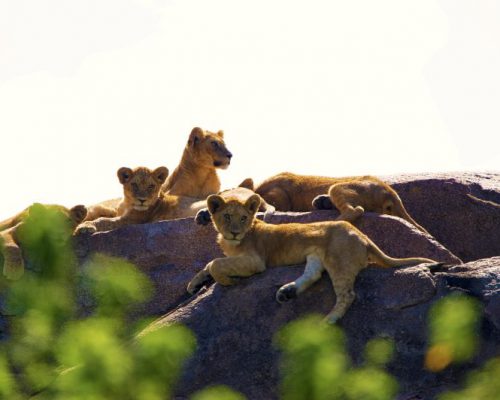 Dunia-Lion-Cubs