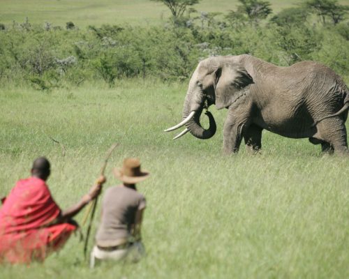 MAINNaboisho-Camp-walking-safari-elephant-2