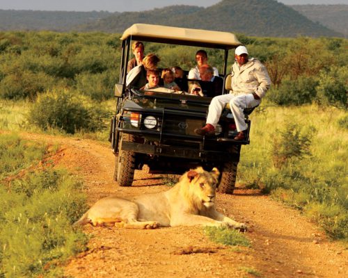 Game drive at Madikwe Hills