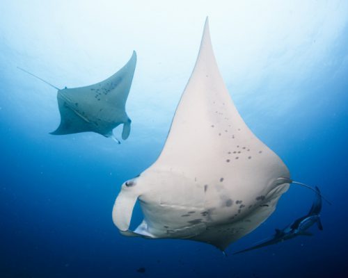 Mantas