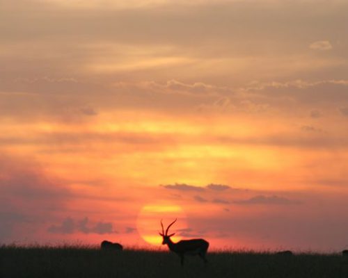 Naboisho-Camp-sunset-on-plains