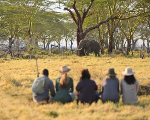 Namiri-Plains-Walking-with-Elephant